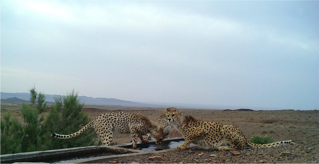 cheetah cheetah